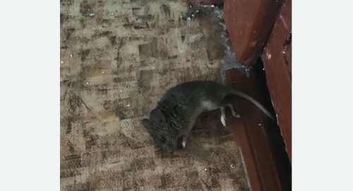 Дезинфекция от мышей в Усть-Джегуте