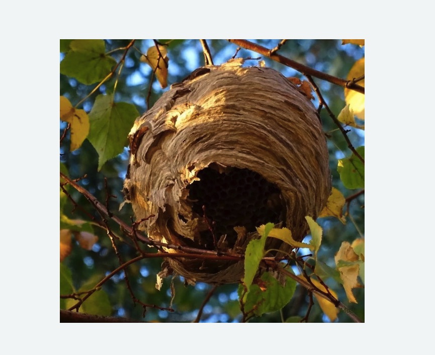 Обработка от шершней в Усть-Джегуте