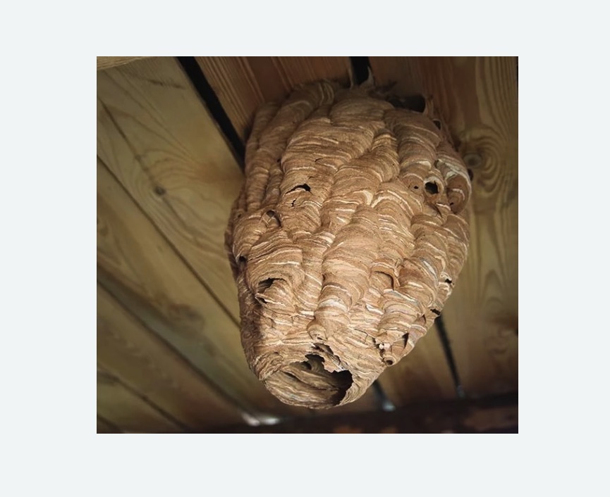 обработка от шершней в Усть-Джегуте