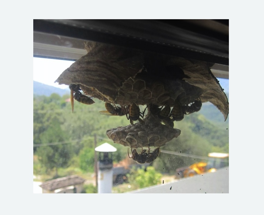 Уничтожение гнёзд шершней в Усть-Джегуте