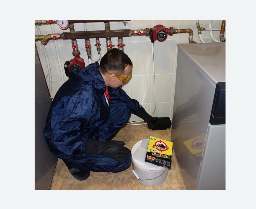 Уничтожение крыс в Усть-Джегуте