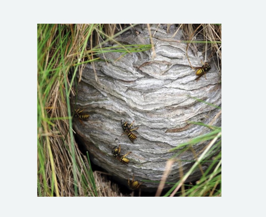 Уничтожение ос и ульев в Усть-Джегуте